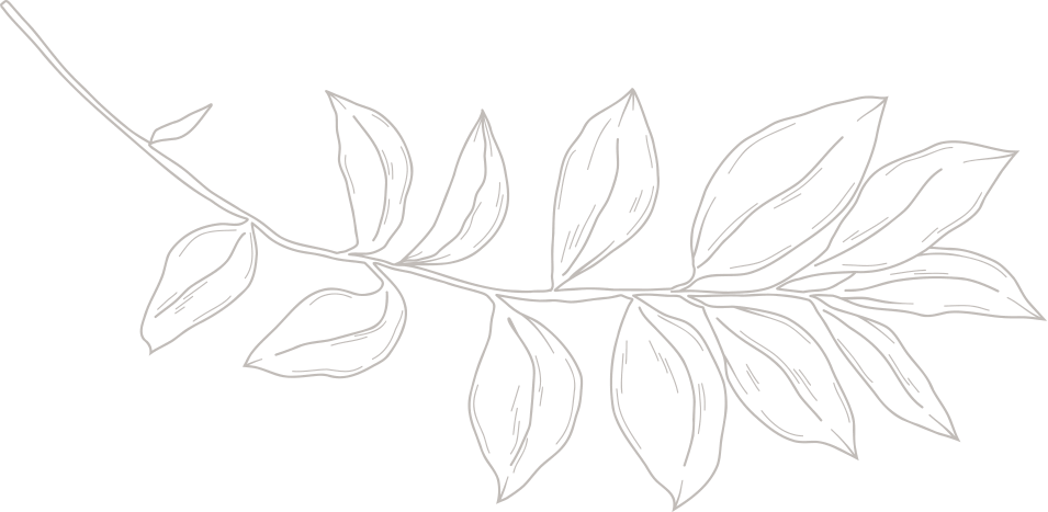 Simple line drawing of a leafy branch with multiple elongated leaves on a white background, perfect for wedding packages or elegant stationery.