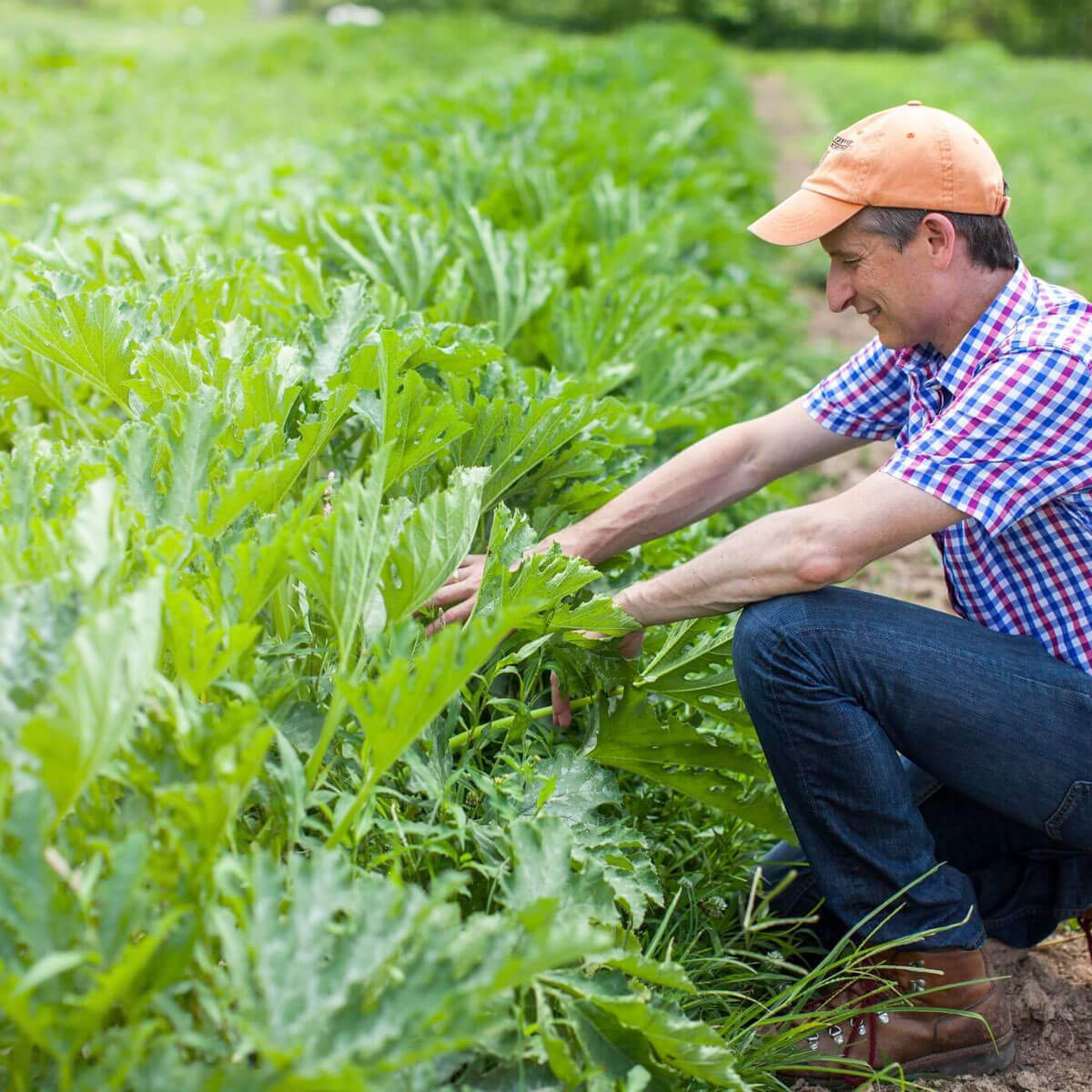 jeffrey-miller-farming-vegetables A man in a plaid shirt and orange cap tends to green plants in a field, crouching beside a row of leafy crops.